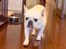 お父さんから『犬に愛されている様子』が送られてきたので、対抗した結果…切なすぎる『態度の豹変っぷり』に爆笑「はっきりｗ」「可愛い」