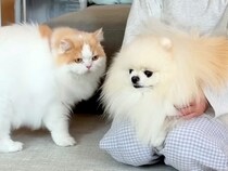 腰を痛めて『1週間の安静』が必要になった犬→心配した猫が、毎日…種族を超えた『絆』を感じる光景が14万再生「優しい」「心配だよね」