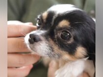 心を閉ざして震えていた保護犬→愛情を注ぎ続けたら…3週間後の『幸せな変化』が7万再生「涙が止まらない」「お顔が全然違う」と感動