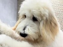 近所のお店で売れ残っていた大型犬→見かけるたびに体が大きくなっていて…家族としてお迎えする『感動のストーリー』に絶賛「生活がさらに楽しく」