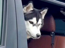 お出かけ後、パパが車から大型犬を降ろそうとしたら…まるで赤ちゃんのような『ワガママすぎる行動』が38万再生「甘えん坊で可愛い」と絶賛