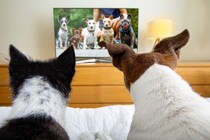 犬がテレビを見ているときの心理５選　映像に反応する理由や見せる際の注意点まで解説