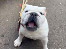 『どうぶつの森の話し方をする犬』が話題　想定以上だった『似すぎている光景』に11万いいねの反響「相当どう森で草」「完璧すぎて笑ったｗ」