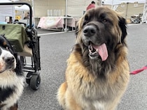 お出かけ中の大型犬が、自分よりも大きい『超大型犬』に遭遇した結果…動揺しすぎた『表情』に2万いいね「めっちゃ横目ｗ」「マンガみたいｗ」