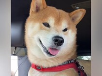 お出かけ帰りの車内でニコニコの犬→『帰ったらお風呂だよ』と伝えた瞬間…わかりやすすぎる『表情の変化』が36万再生「顔がガチｗｗ」と爆笑