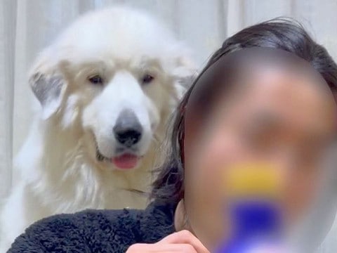 ご飯を食べる男性→背後で『超大型犬』が…絶対に無視できない『とんでもない圧』をかける光景が80万再生「パンチしてて草」「愛が重すぎるｗ」