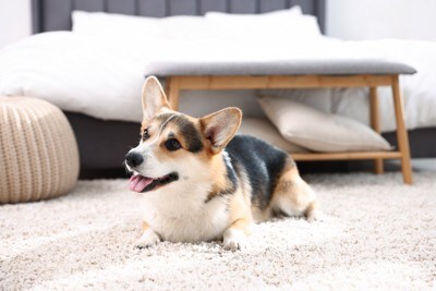 部屋で過ごすコーギー