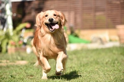 駆け寄ってくるゴールデンレトリバー