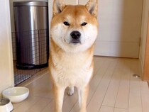 ご飯を食べない犬→『おやつの後、ご飯を食べてくれる？』とお願いした結果…言葉が通じてる？まさかの光景が74万再生「賢すぎ」「もはや人間」