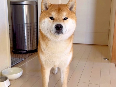 ご飯を食べない犬→『おやつの後、ご飯を食べてくれる？』とお願いした結果…言葉が通じてる？まさかの光景が74万再生「賢すぎ」「もはや人間」