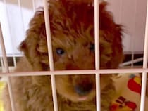 生後4ヶ月で『飼育放棄』された犬→家族で相談して飼うことに…たくさん愛情を与えられた『現在の様子』が50万再生「可愛いが渋滞してる」