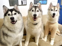 『大型犬3頭だけになった部屋』を観察した結果…『予想外すぎる行動』が人間の子どものようだと6万再生「ワチャワチャ最高」「幸せ空間すぎる」