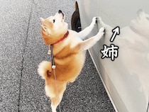 柴犬と空港までお出かけ→通りかかった一台の車に『お姉ちゃん』が乗っていて…サプライズで『感情が爆発する光景』に反響「涙出た」「たまらん」
