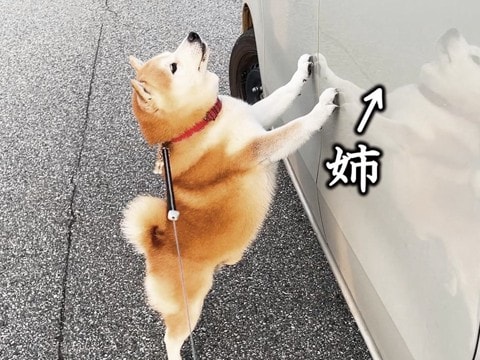 柴犬と空港までお出かけ→通りかかった一台の車に『お姉ちゃん』が乗っていて…サプライズで『感情が爆発する光景』に反響「涙出た」「たまらん」