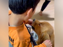 ２人の小学生が『大型犬と一緒に育った』結果→本当の兄弟のようで…心温まる『愛おしい光景』に絶賛の声「大切な家族の一員」「気持ちが和んだ」