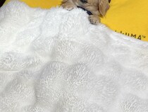 寝室を覗いたら、犬が『お布団』で寝ていて…人間味が強すぎる『まさかの寝方』が1180万表示「可愛さが大爆発してる」「一緒に寝たい」と悶絶