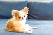 『臆病』な犬種５選　動じない性格に育てる方法はあるの？気弱なワンコへの接し方まで