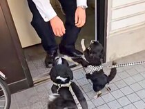 散歩中、毎日のように『交番』に立ち寄る犬→おまわりさんが出てきて…尊すぎるやり取りが10万再生「仕事してられないｗ」「癒しを届けてる」