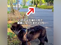 散歩中に『いるはずのないパパ』が通りすぎたら、子犬は気付くのか検証→あまりに尊い『感動的な光景』が54万再生「泣いちゃう」「愛しかない」