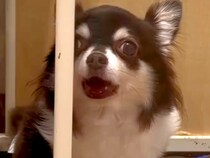 声帯を切られた『元繁殖犬』→100日以上も家族が決まらず…思わず涙があふれる『素敵な結末』に反響「泣けちゃう」「たくさん愛してもらって」