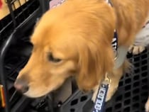 大型犬と一緒に買い物へ→『犬用カート』に乗せようと思ったら…まさかの『勘違い行動』が可愛すぎると52万再生「自信満々ｗ」「間違えた感ｗ」