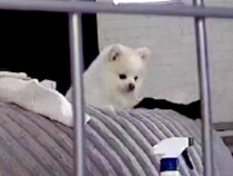 ママが二度寝中、イタズラをする犬→カメラの存在に気づいた瞬間…想定外の展開で見せた『気まずい表情』に1万いいね「あ…って顔してて草」