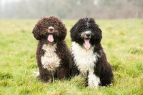 『くるくるの毛』が特徴的な犬種5選　種類別の魅力や飼育するときのコツもご紹介