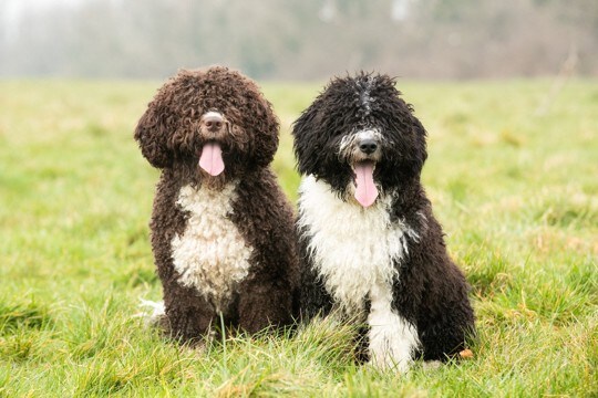 『くるくるの毛』が特徴的な犬種5選　種類別の魅力や飼育するときのコツもご紹介
