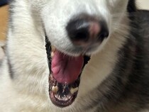 『目、どうなってんの？ｗ』大型犬があくびする瞬間を撮影→予想を上回る『衝撃的な表情』に6万いいね「声出して笑った」「メガネなくした？」