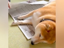 新聞を読むおばあちゃん→犬が邪魔をしていたので『読めないよ』と言った結果…可愛すぎる『気遣い』が99万再生「まだ邪魔で草」「お利口ｗ」