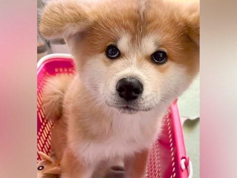 買い物カゴに入るほど小さな『赤ちゃん秋田犬』→約1年後…成長を感じる『尊いビフォーアフター』に反響「大事なカゴ入り娘」「無垢な顔してる」