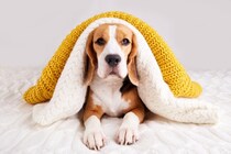犬の『冷え性』どんな症状？寒さに苦しんでいるときにみせる行動や病院へ行くべきサインまで