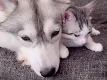 子猫のことが大好きなハスキー犬→同居犬も混ざろうと近づいてきて…まさかの『独り占めする光景』に3万再生の反響　相思相愛すぎる様子に悶絶