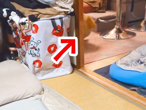 夜、犬に『ねんねするよー』と言った結果→ぬいぐるみを持ってきて…あまりに可愛い行動が114万再生「どっちがどっちかｗｗ」「同じサイズｗ」