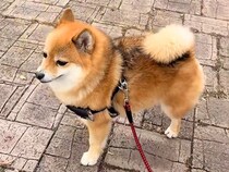 散歩中、突然威嚇しだした犬→視線の先を見てみると…絶対に勝てない『まさかの相手』が71万再生「鳴き声がポケモンｗｗｗ」「怒ってて可愛い」