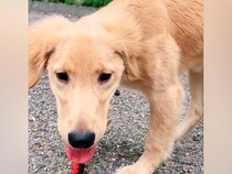 売れ残った『ガリガリの大型犬』を飼った結果→まるで別犬のように変化した『現在の光景』が14万再生「出会えて本当によかった」「幸せそう」