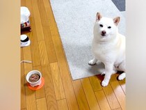 犬のご飯を用意して『よし』と声をかけた結果…想像以上に『バグってしまっている様子』に爆笑「めっちゃラグいのかもしれん」「スクショかとｗ」