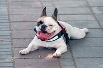 犬が『舌を出しっぱなし』にする理由6つ　病気のリスクから対処法まで解説