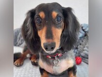 2度も飼育放棄された犬→数日に1度の食事しかもらえず…たくさんの愛情を注がれた『1年後の光景』に涙「号泣した」「本当に素敵な家族」と称賛