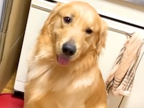 お父さんが『お手』と言うと神対応をする大型犬→お母さんが試した結果…差がありすぎる『態度の違い』が431万再生「感情出し過ぎで草」