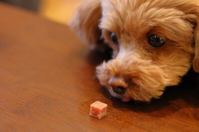 おやつを見つめる犬