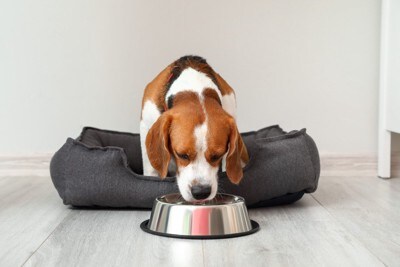 水を飲んでいる犬
