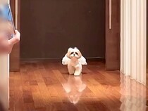 『ぶっつけ本番』でリングドッグをした犬→帰ってしまうかと思ったら…素敵すぎる『まさかの展開』に反響「幸せ空間」「頑張った」と6万再生