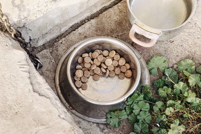 ボールに残されたフード