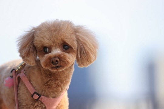 犬が『気まずい』と思っているときにみせるサイン4つ 仕草から読み取る心理や適切な接し方も解説