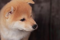 愛犬が早死にする可能性も…今すぐにやめたい5つの飼い方
