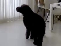 女性が交通事故で緊急入院→家に残された犬を病室から確認したら…涙が止まらない『まさかの光景』と『再会の瞬間』が139万再生「究極の愛」