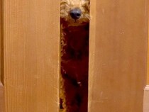 食中毒で寝ているパパ→犬が部屋に来て…心配して見せた『まさかの光景』に称賛「入ってきちゃうの感動」「パパ大丈夫？って声かけてるみたい」