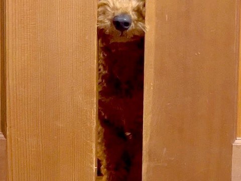 食中毒で寝ているパパ→犬が部屋に来て…心配して見せた『まさかの光景』に称賛「入ってきちゃうの感動」「パパ大丈夫?って声かけてるみたい」