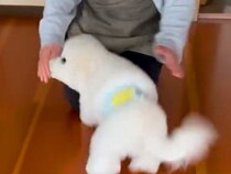 犬と一緒に実家に帰省→『大好きな叔母さん』を見た瞬間…『嬉しさが溢れ出した光景』が可愛すぎると35万再生「喜びの舞ｗ」「大好きだもんね」